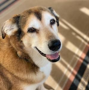 Meet your Posher, Daehs